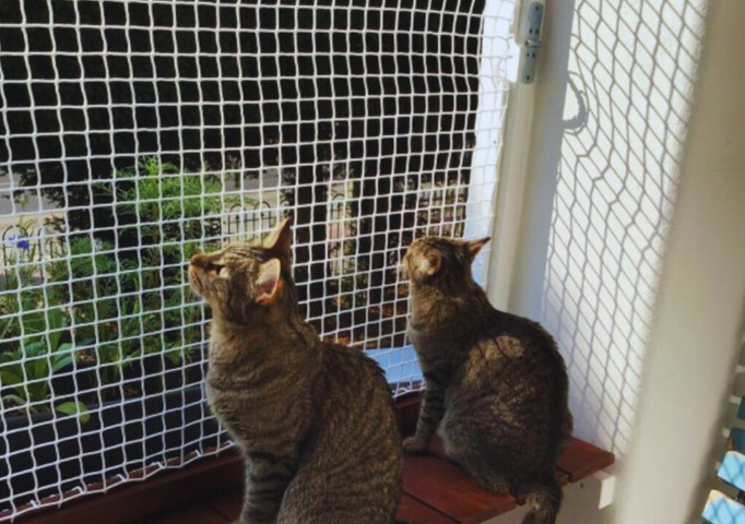 Pets Safety Nets